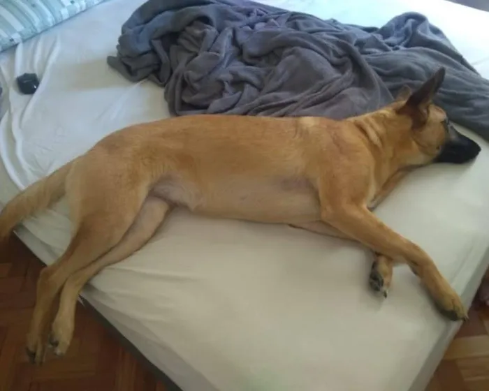 Cachorro raça Pastor Belga idade 1 ano nome Gaya