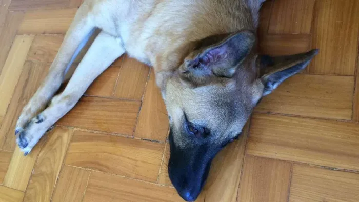 Cachorro raça Pastor Belga idade 1 ano nome Gaya
