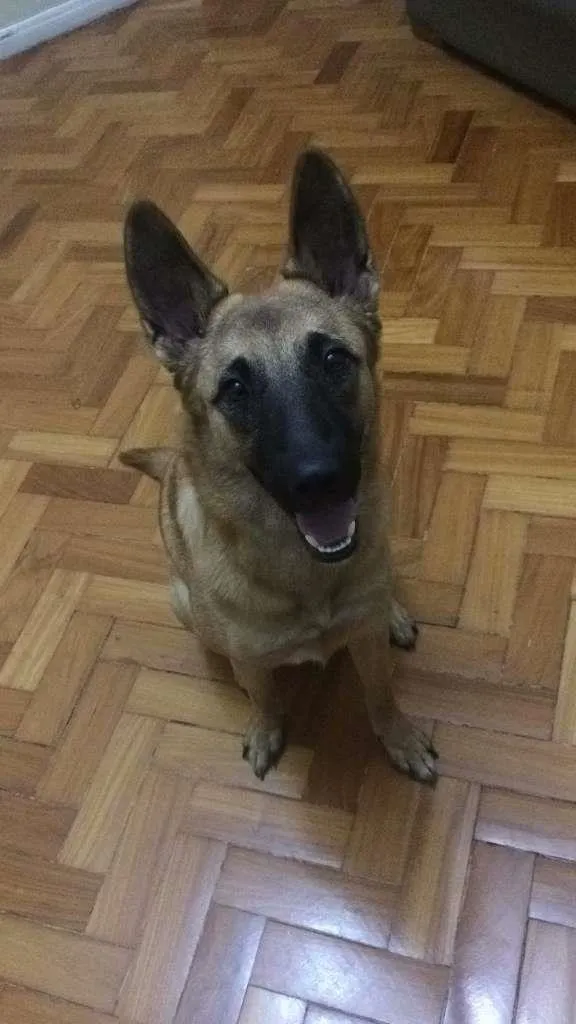 Cachorro raça Pastor Belga idade 1 ano nome Gaya
