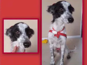 Cachorro raça SRD idade 6 ou mais anos nome Juju