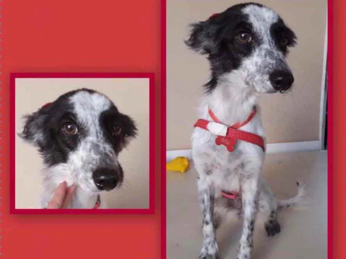 Cachorro ra a SRD idade 6 ou mais anos nome Juju