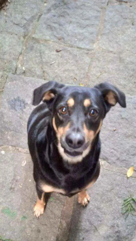 Cachorro ra a SRD idade 2 anos nome Nicolau