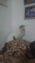 Ramses