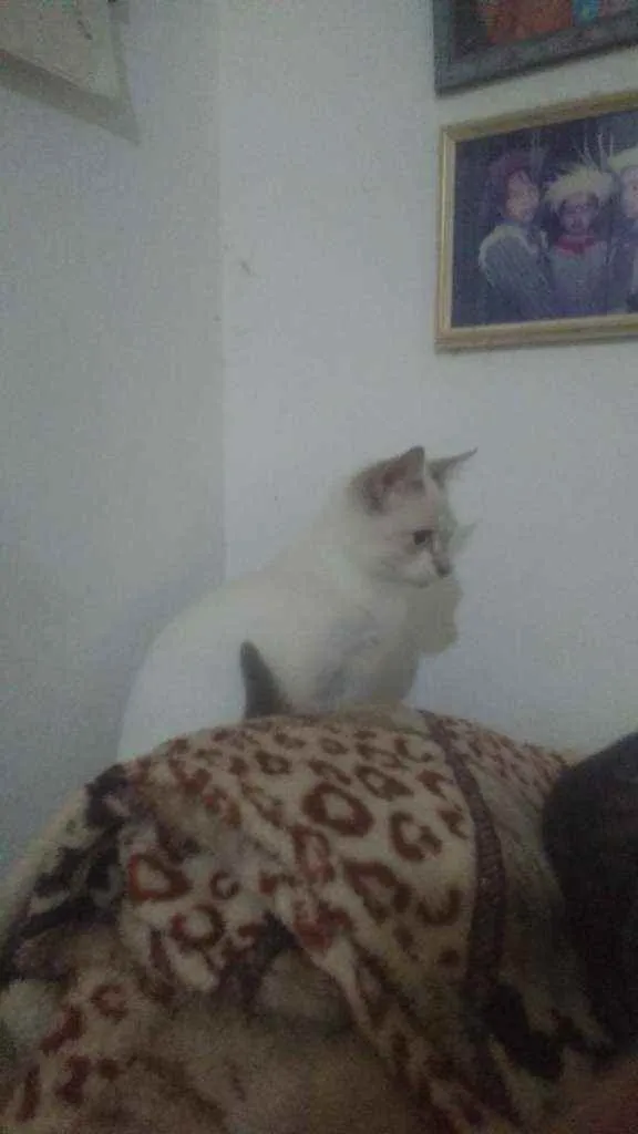 Gato ra a Siames idade 2 a 6 meses nome Ramses
