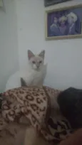 Ramses