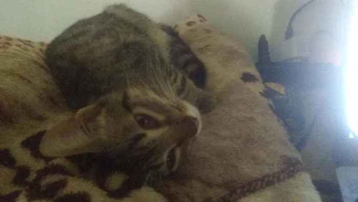 Gato ra a SRD idade 7 a 11 meses nome Tigerwoods