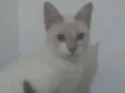 Ramses