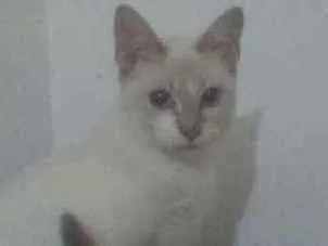 Gato ra a Siames idade 2 a 6 meses nome Ramses