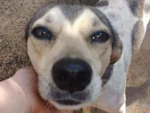 Cachorro raça Não sei idade  nome Princesa