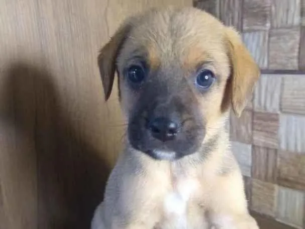 Cachorro ra a Sem raça idade Abaixo de 2 meses nome Pérola