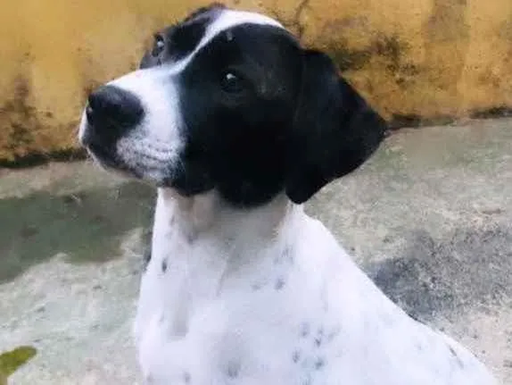 Cachorro ra a Vira-lata  idade 2 a 6 meses nome Safira