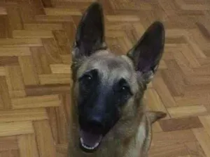 Cachorro raça Pastor Belga idade 1 ano nome Gaya