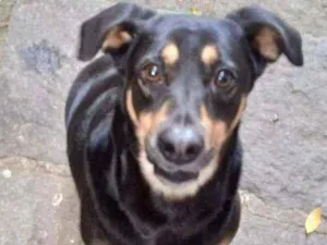Cachorro raça SRD idade 2 anos nome Nicolau