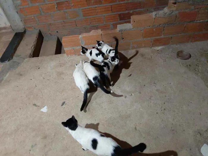 Gato ra a  idade 2 a 6 meses nome Nina e os outros ant