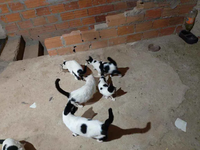 Gato ra a  idade 2 a 6 meses nome Nina e os outros ant
