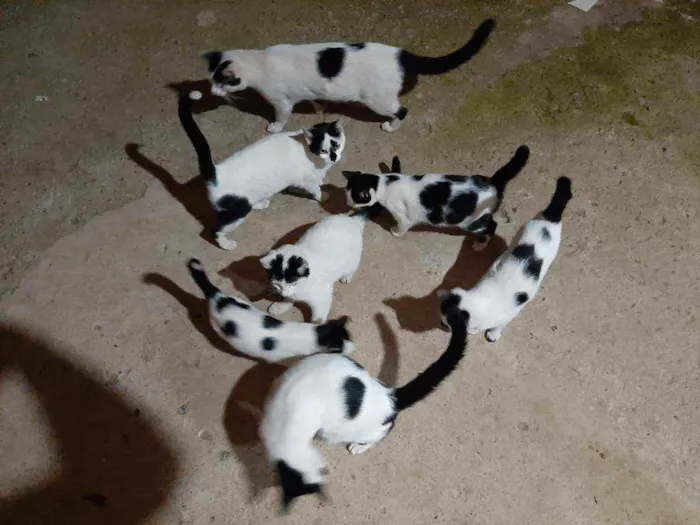Gato ra a  idade 2 a 6 meses nome Nina e os outros ant