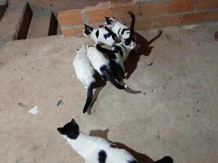 Gato ra a  idade 2 a 6 meses nome Nina e os outros ant