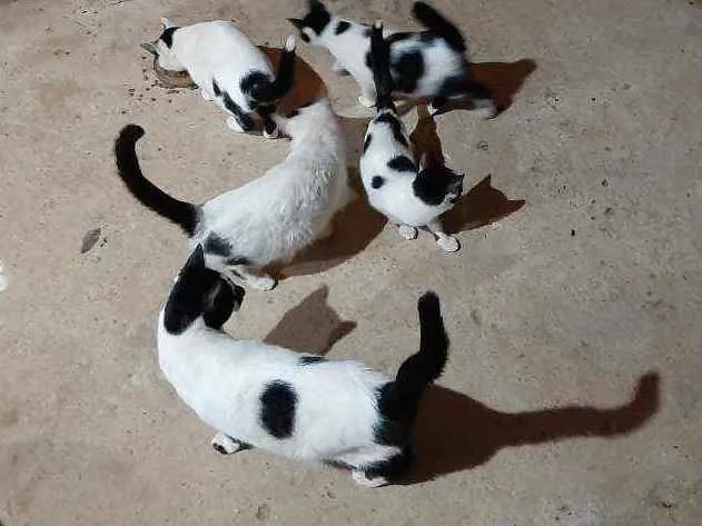 Gato ra a  idade 2 a 6 meses nome Nina e os outros ant