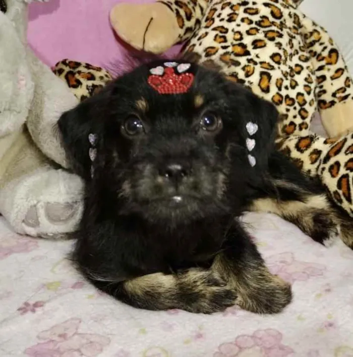 Cachorro ra a Mestiça  idade 2 a 6 meses nome Raika 