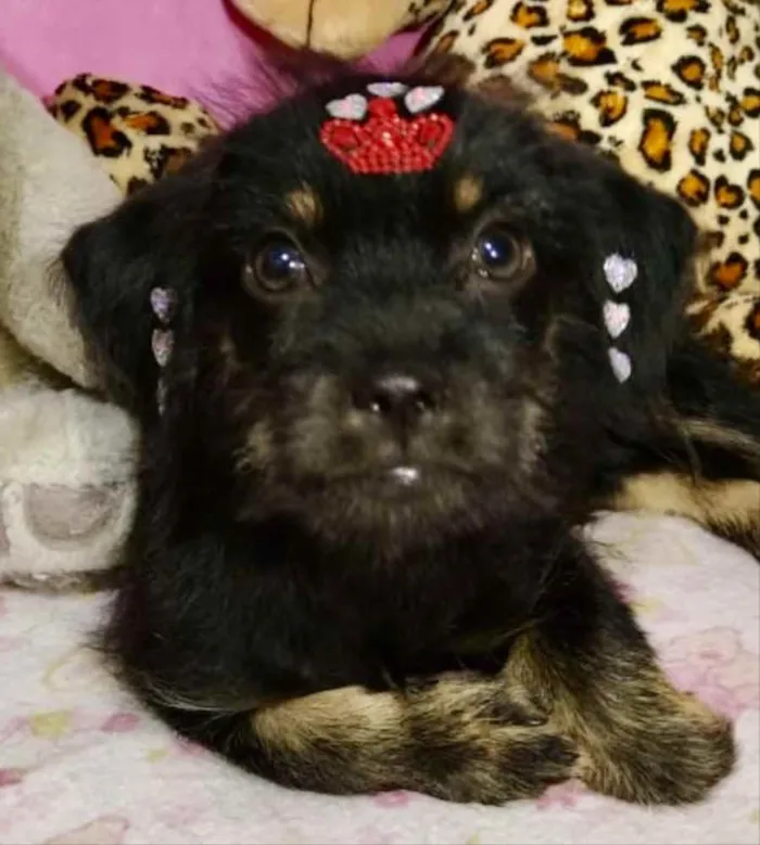 Cachorro ra a Mestiça  idade 2 a 6 meses nome Raika 