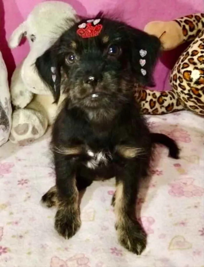 Cachorro ra a Mestiça  idade 2 a 6 meses nome Raika 