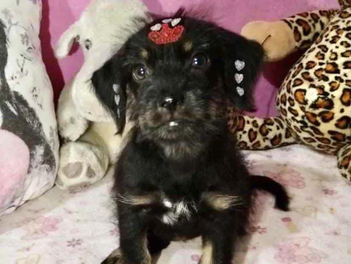 Cachorro ra a Mestiça  idade 2 a 6 meses nome Raika 