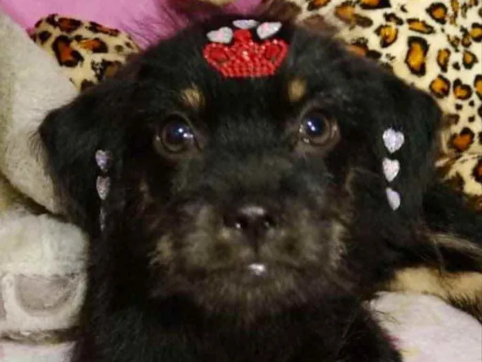 Cachorro ra a Mestiça  idade 2 a 6 meses nome Raika 