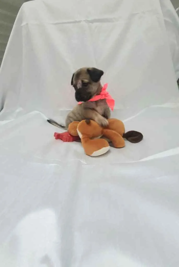 Cachorro raça SRD idade Abaixo de 2 meses nome Lara