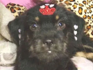 Cachorro raça Mestiça  idade 2 a 6 meses nome Raika 