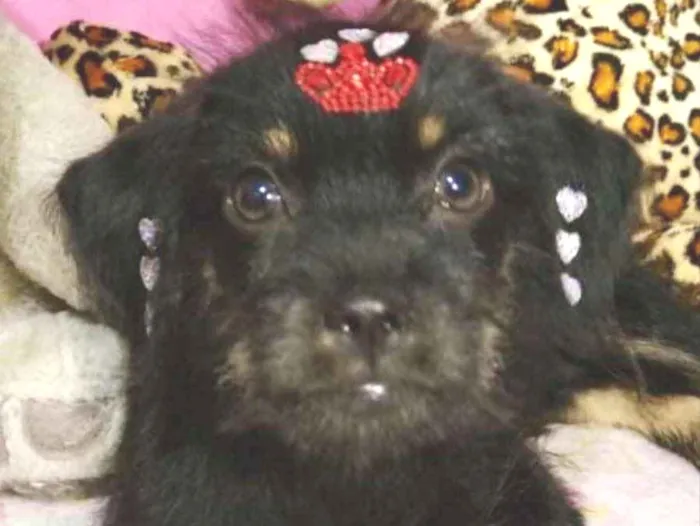 Cachorro ra a Mestiça  idade 2 a 6 meses nome Raika 