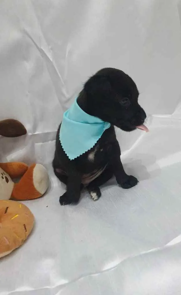 Cachorro raça SRD idade Abaixo de 2 meses nome Zeca