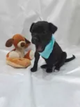 Cachorro raça SRD idade Abaixo de 2 meses nome Zeca