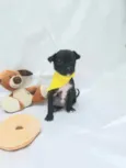 Cachorro raça SRD  idade Abaixo de 2 meses nome Sem Nome