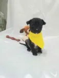 Cachorro raça SRD  idade Abaixo de 2 meses nome Sem Nome