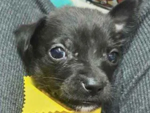 Cachorro raça SRD  idade Abaixo de 2 meses nome Sem Nome