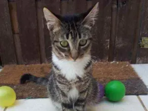 Gato raça SRD  idade 2 a 6 meses nome Jasmine