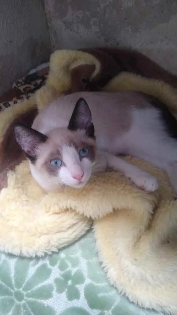 Gato raça SRD  idade 2 a 6 meses nome Benjamim 