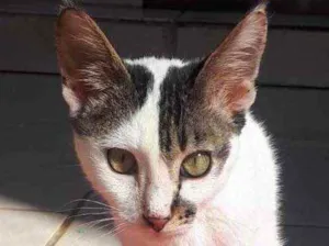Gato raça SRD  idade 2 a 6 meses nome Bob