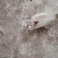 Mingau