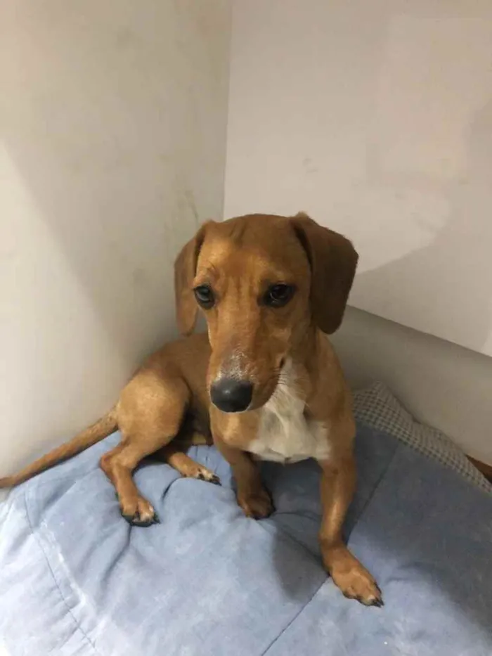 Cachorro raça salsicinha  idade 1 ano nome Nina 