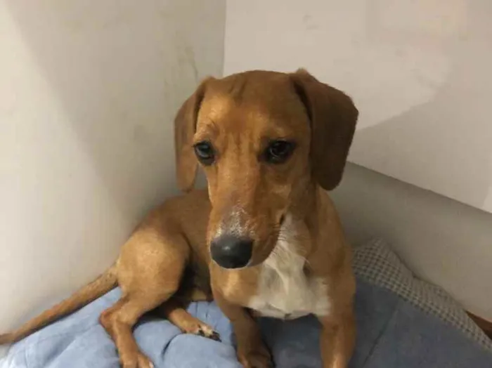 Cachorro raça salsicinha  idade 1 ano nome Nina 