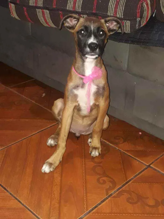 Cachorro ra a Srd idade 2 a 6 meses nome Estrela