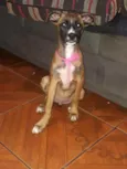 Estrela