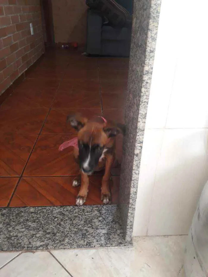 Cachorro ra a Srd idade 2 a 6 meses nome Estrela