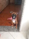 Estrela