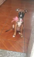 Estrela