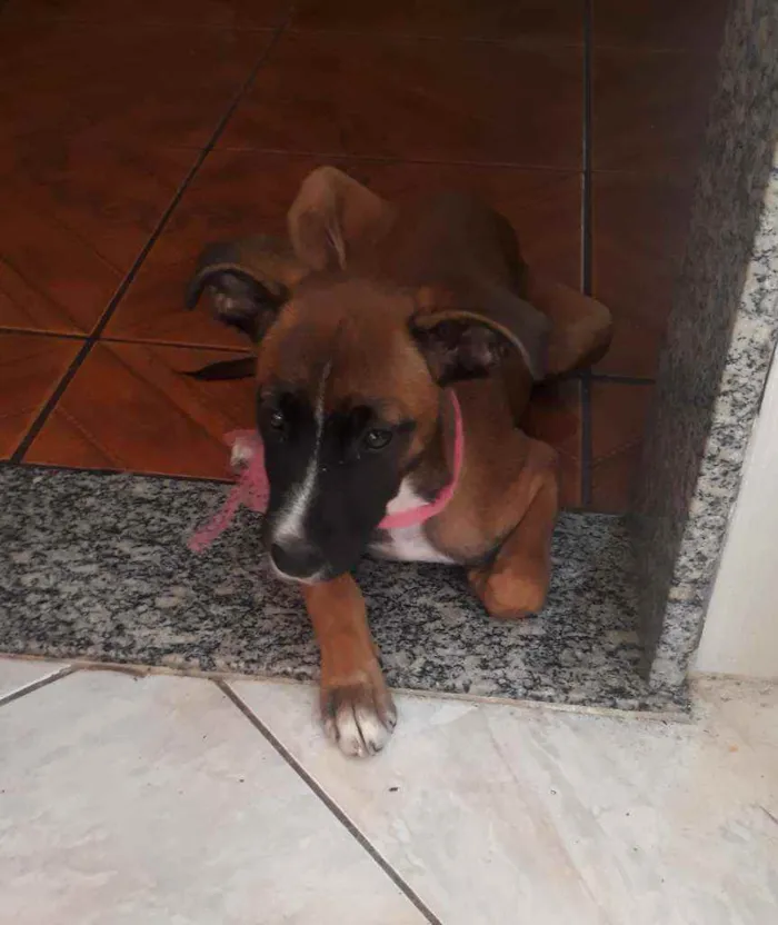 Cachorro ra a Srd idade 2 a 6 meses nome Estrela