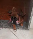 Estrela