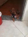 Estrela
