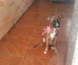 Estrela